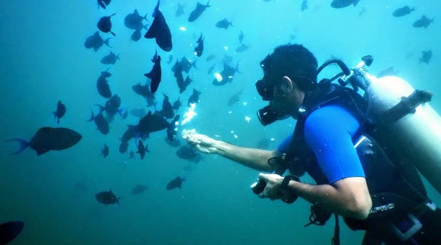 Open Water Diver Course photo 1